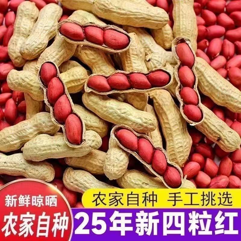 2025新货红皮小花生带壳农家自种四粒红花生红衣花生米花生仁带壳