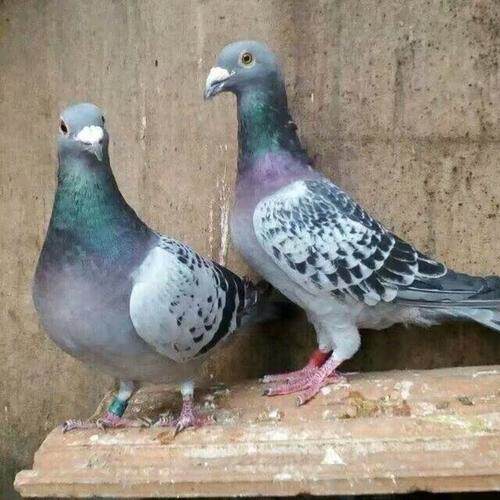 火凤凰信鸽种鸽 价格 怎么样 图片