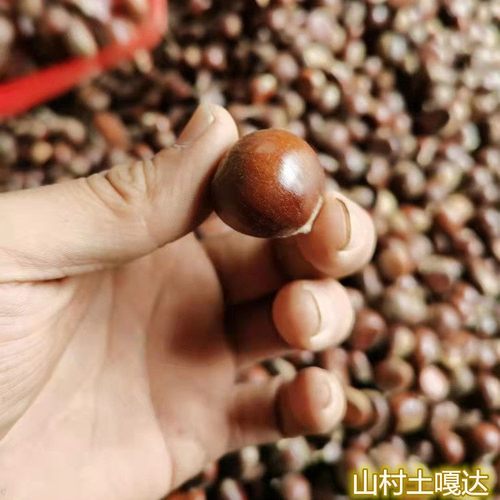 2025年江西深高山纯野生新鲜毛栗子迁西云南中小油锥土板圆栗子甜
