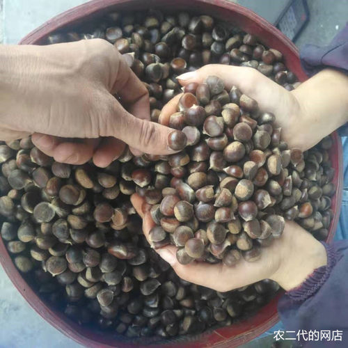 江西高山纯野生新鲜云南迁西山特很小油锥土板毛栗子5斤甜糯