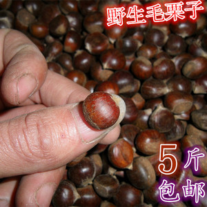 2023江西高山纯野生新鲜云南迁西燕山小油锥土板毛栗子5斤装包邮