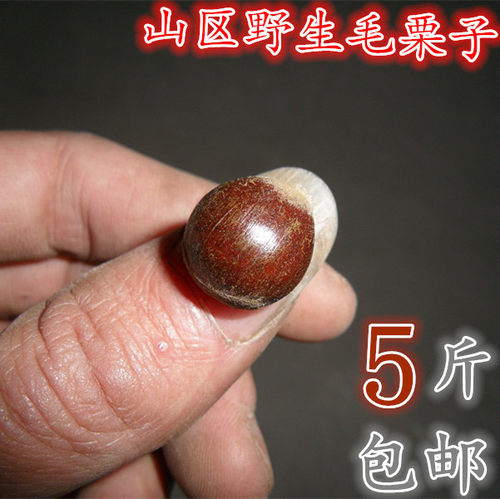 新上江西高山纯野生新鲜云南迁西燕山小油锥土板毛栗子5斤装包邮