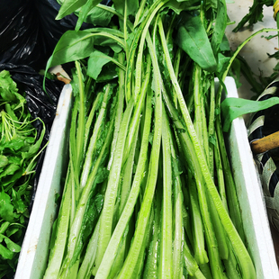 苦马梗去叶苦马苦马皮农家新鲜蔬菜温州特产泰顺一店当天采摘500g