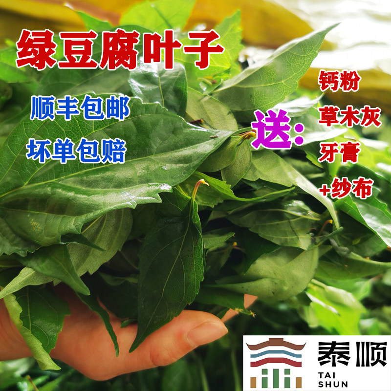 顺丰包邮神仙叶观音柴绿豆腐柴泰顺一店绿凉粉斑鸠叶250g温州特产