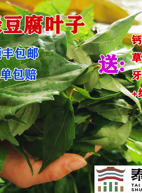 顺丰包邮神仙叶观音柴绿豆腐柴泰顺一店绿凉粉斑鸠叶250g温州特产