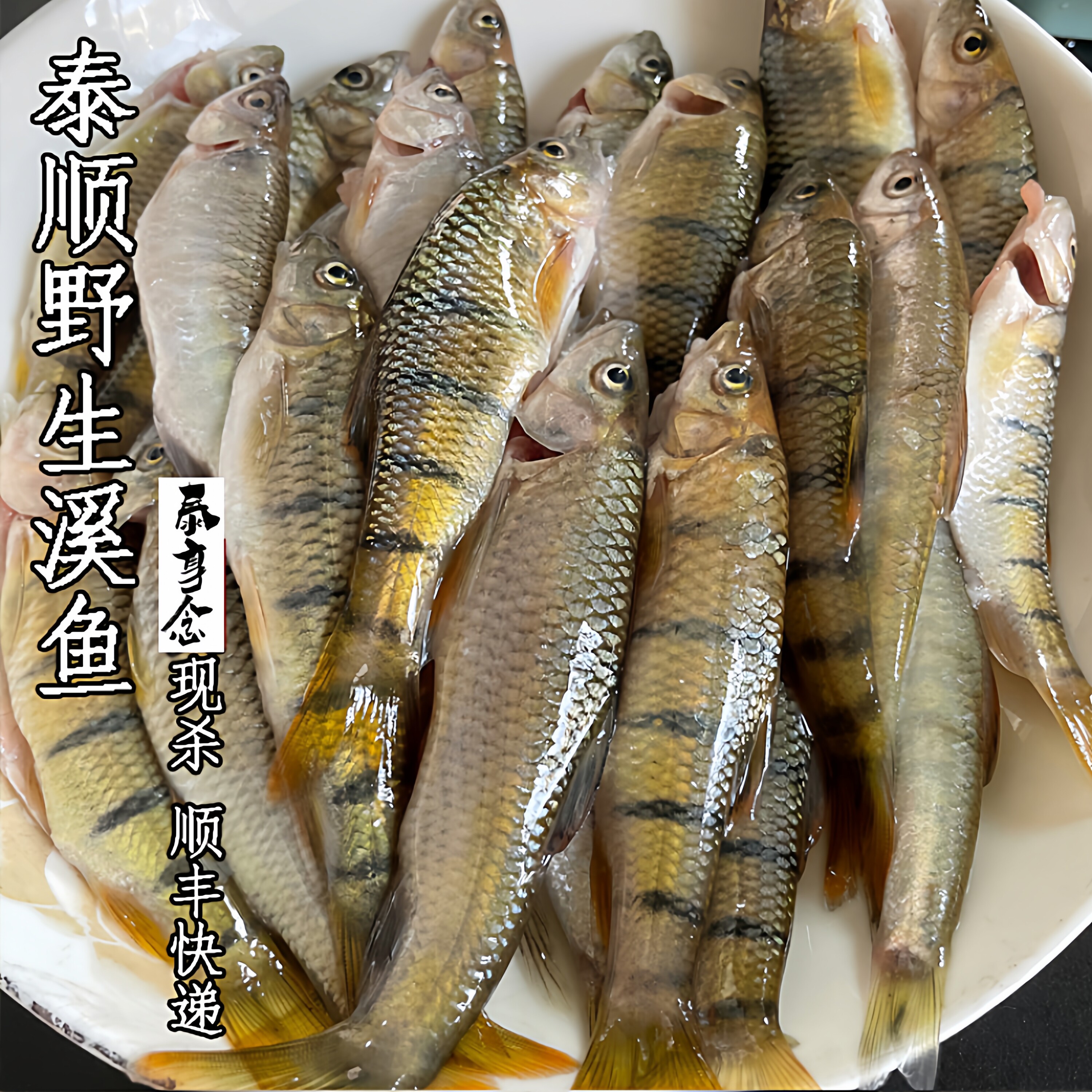 温州泰顺一店泰享念新鲜溪水石斑鱼野生小河鱼原生鱼净膛顺丰250g