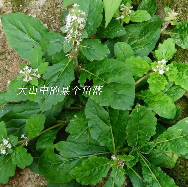 山苦草 泰顺特产 苦草凉茶 下火新鲜 现采宝宝洗嘴巴 草药一把3元