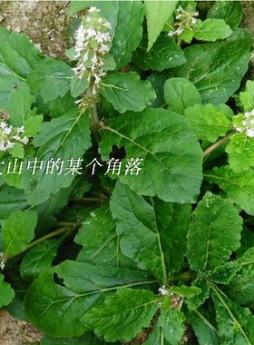 新鲜泰顺特产草药山苦草