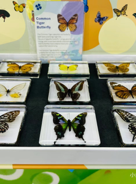 美国Natura树脂标本蝴蝶蚕生命周期生物植物儿童启蒙认知自然教具
