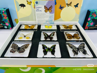 美国Natura树脂标本蝴蝶蚕生命周期生物植物儿童启蒙认知自然教具