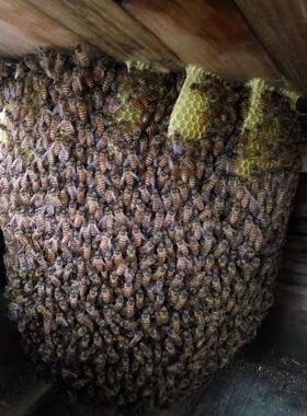 活体蜜蜂群 中蜂蜂群 带王蜜蜂群 阿坝中蜂中华土蜂笼蜂出售包邮