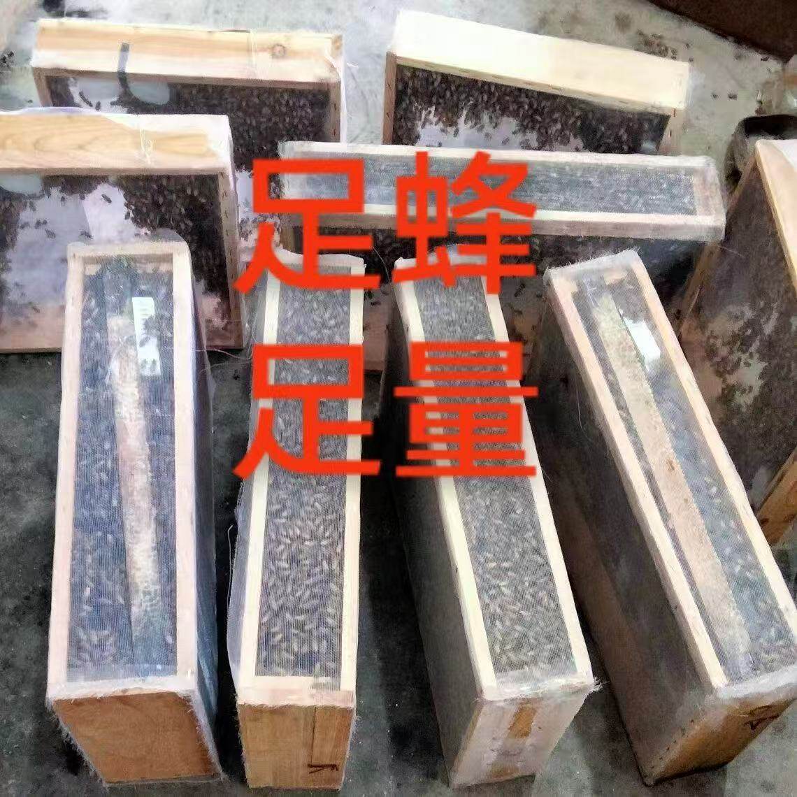 中蜂蜂群带王蜜蜂活体养殖带子脾阿坝中蜂带蜂箱中华土蜂笼蜂包活