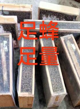 中蜂蜂群蜜蜂活体中华土蜂笼蜂