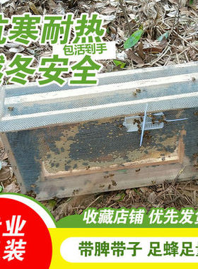 活体蜜蜂群 中蜂蜂群 带王蜜蜂群 阿坝中蜂中华土蜂笼蜂出售包邮
