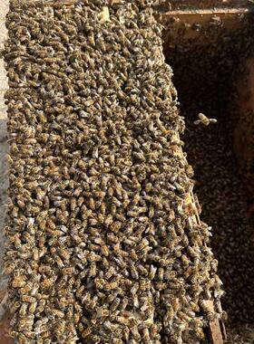 活体蜜蜂群 中蜂蜂群 带王蜜蜂群 阿坝中蜂中华土蜂笼蜂出售包邮