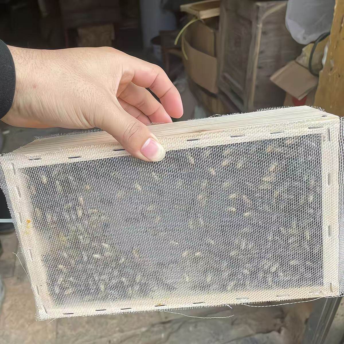 活体蜜蜂群 中蜂蜂群 带王蜜蜂群 阿坝中蜂中华土蜂笼蜂出售包邮