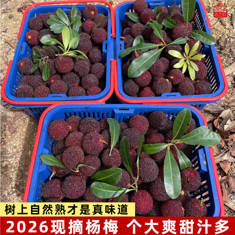 2026头茬果园现摘潮汕新鲜大杨梅当季水果整箱非乌酥浙江仙居东魁