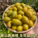 现摘现发广东潮汕特产金灶黄橄榄孕妇新鲜水果生吃回甘煲汤泡茶