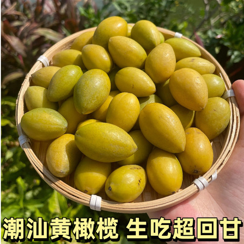 潮汕金灶黄橄榄新鲜水果生吃煲汤