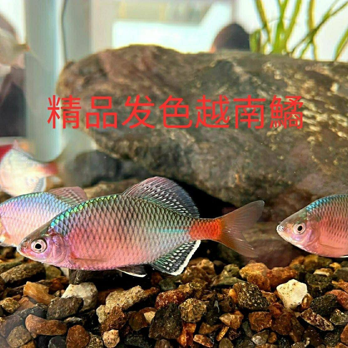 观赏鳑鲏鱼七彩石旁皮除藻冷水鱼活体小型鱼苗原生群游鱼越南鱊