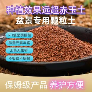 国产硬质赤玉土金松专用颗粒进口兰花三本营养铺面盆景多肉盆栽