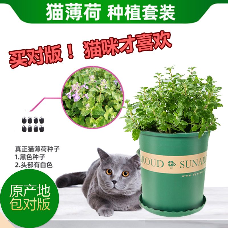 正宗猫薄荷草种子六巨山荆芥樟脑草盆栽种籽小猫草种子食用植物