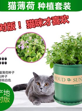 正宗猫薄荷草种子六巨山荆芥樟脑草盆栽种籽小猫草种子食用植物