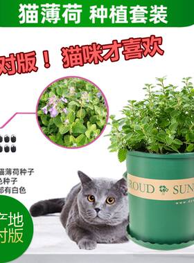 正宗猫薄荷草种子六巨山荆芥樟脑草盆栽种籽小猫草种子食用植物