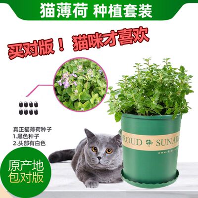 正宗猫薄荷草种子六巨山荆芥樟脑草盆栽种籽小猫草种子食用植物