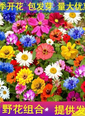 野花组合花种子除虫菊花种籽子四季播种开花格桑花花籽太阳花种孑