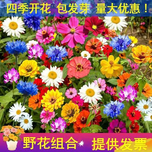 野花组合花种子除虫菊花种籽子四季播种开花格桑花花籽太阳花种孑
