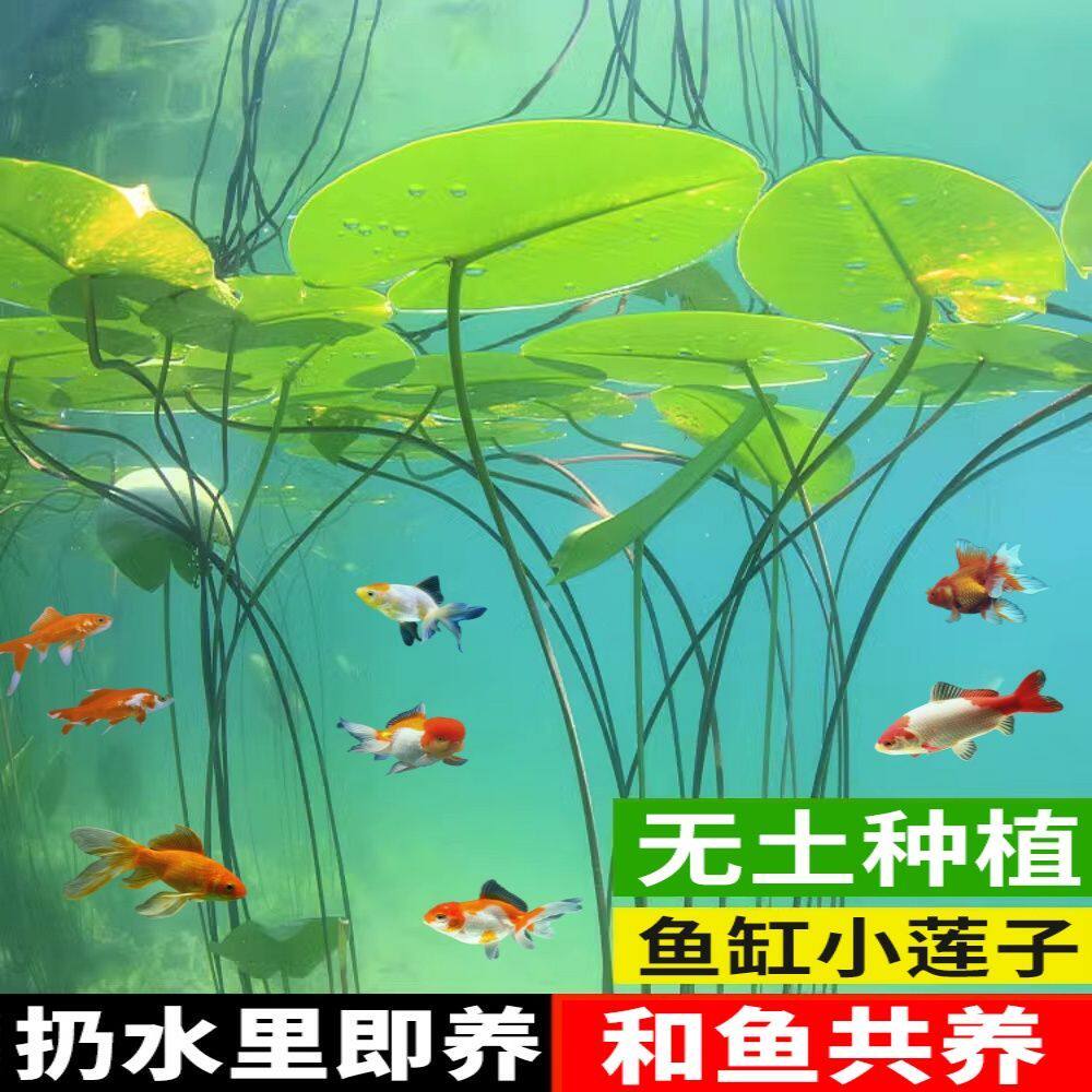 碗莲种子鱼缸造景增氧水培植物