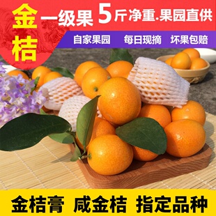 阳朔金桔广西桂林新鲜现摘当季 5斤麻皮油皮金桔 包邮 酸甜孕妇水果