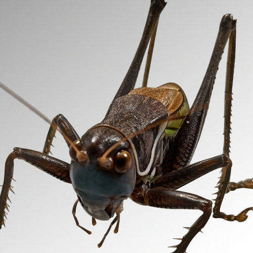 山青蝈蝈新脱蝈蝈活物鸣虫平谷铁皮蝈蝈叫声鸣虫蝈蝈活虫憨叫