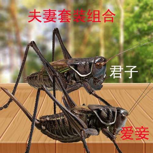 公蝈蝈母蝈蝈夫妻套装组合