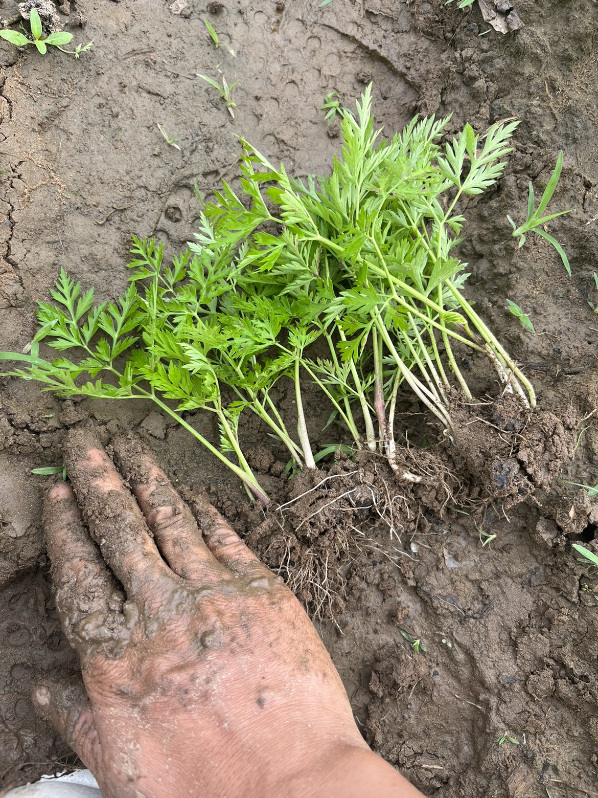 川芎种苗药材苗大小叶川芎新鲜中草药可食用煲汤炒菜室外家庭植物