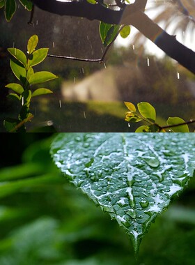 视频素材下雨天绿色树枝树叶雨滴水滴露珠大自然空镜实拍SV001