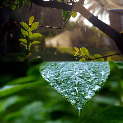 视频素材下雨天绿色树枝树叶雨滴水滴露珠大自然空镜实拍SV001