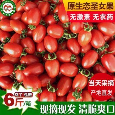 圣女果新鲜现摘5斤非樱桃小番茄