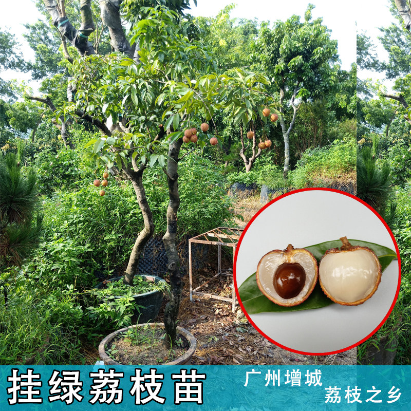 广州增城挂绿荔枝果苗仙进奉佛绿果苗带叶原土布袋培育包邮 - 实物图