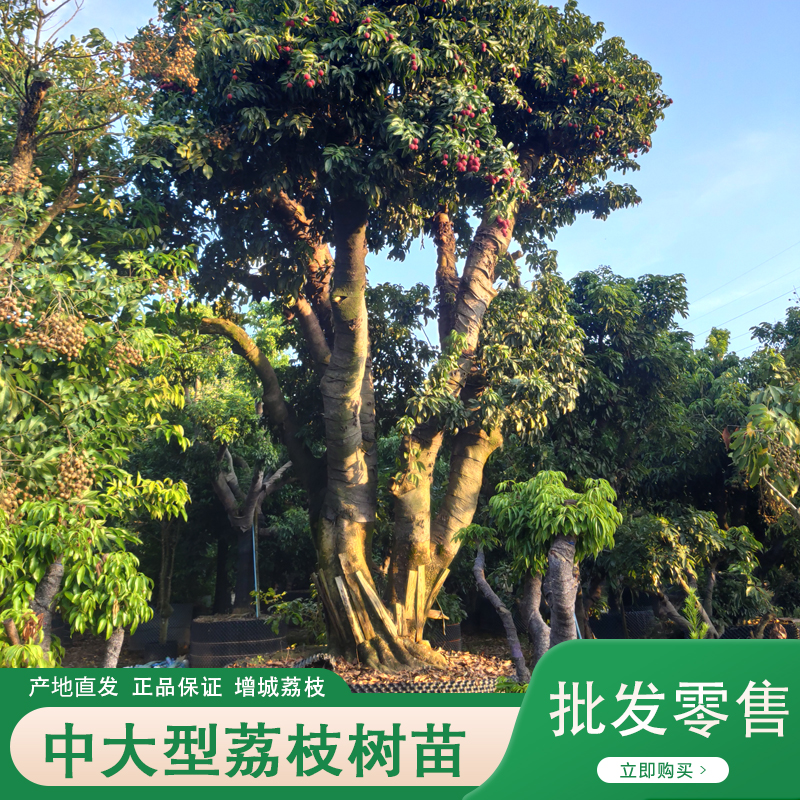 带土带叶庭院盆栽多品种荔枝苗