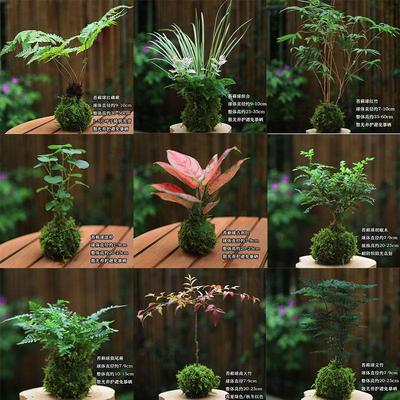 苔藓球植物水培植物好养