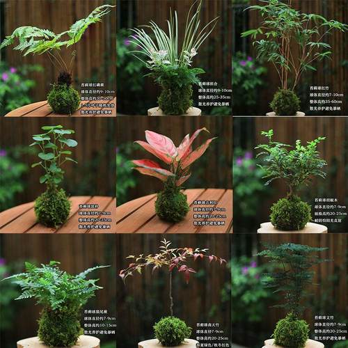 苔藓球水培植物懒人盆栽蕨类植物桌面盆栽办公室绿植吸甲醛