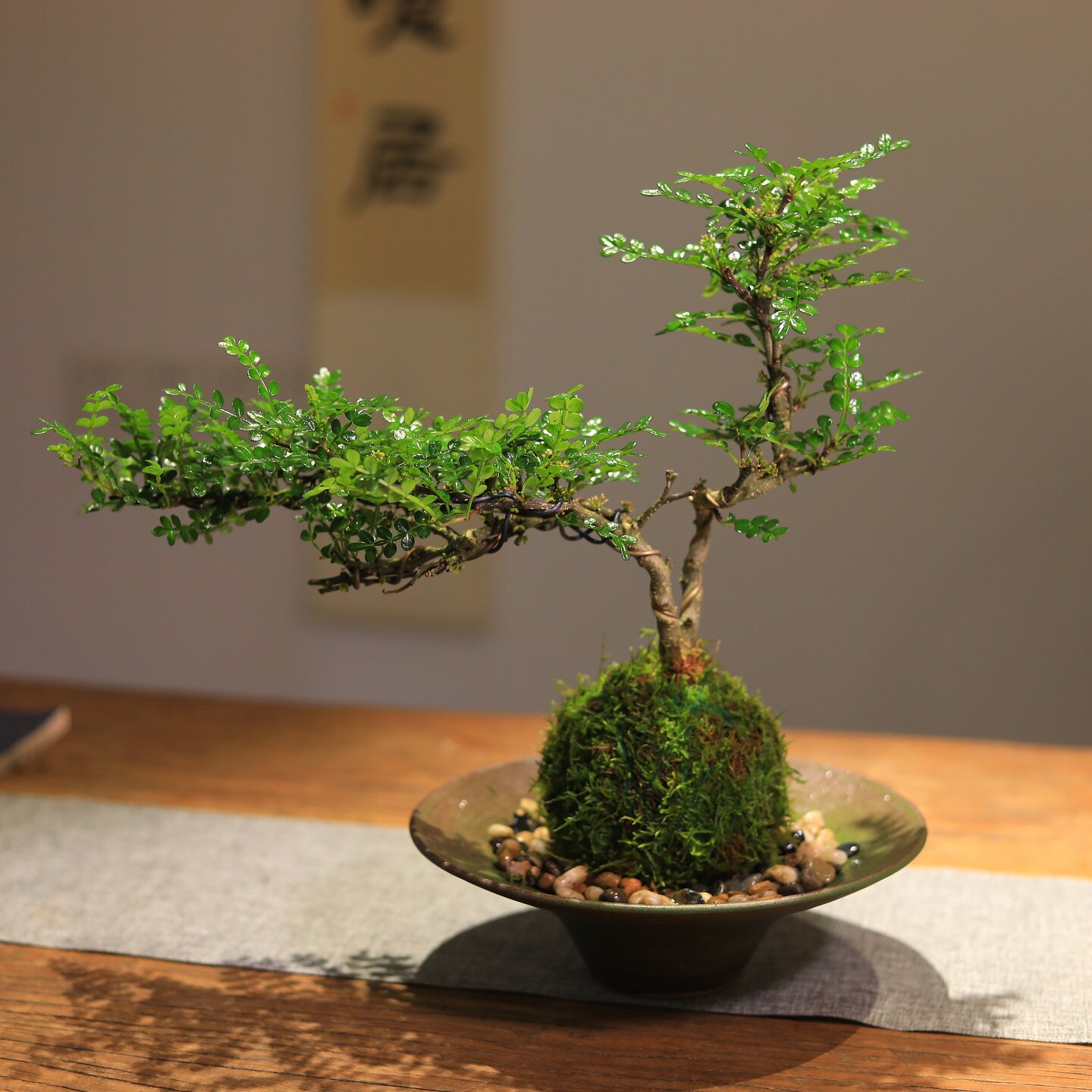 驱蚊胡椒木盆景苔藓球绿植水培植物禅意书房茶室桌面耐阴好养植物