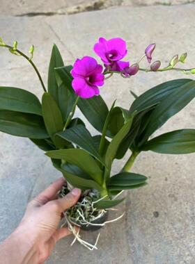 特价带花带盆土红泼墨 石斛兰盆栽带花冬季紫色花卉植物室内花卉