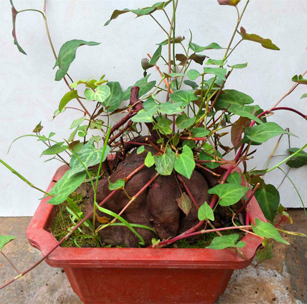 何首乌盆栽 爬藤何首乌 何首乌盆景造型盆景可食用