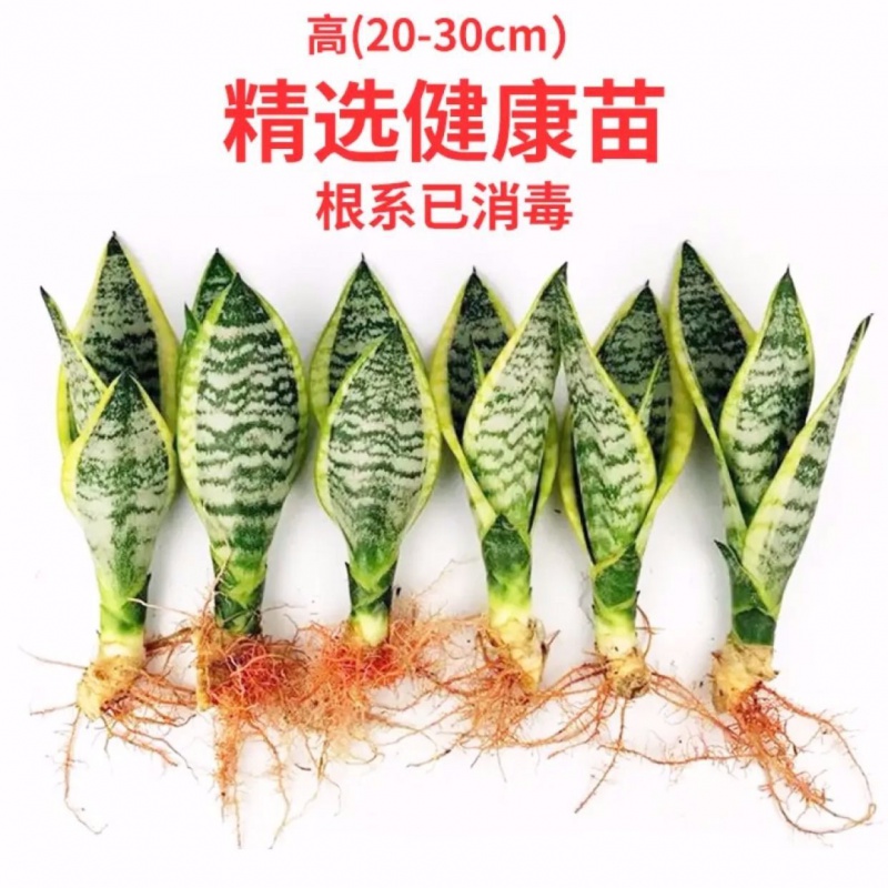 金边虎皮兰新房吸甲醛植物防辐射四季室内绿植虎尾兰易活耐旱 鲜花速递/花卉仿真/绿植园艺 绿植 原图主图