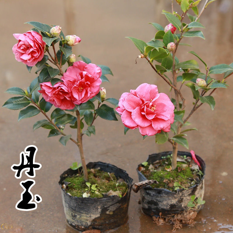 5年茶梅花苗茶梅树四季绿植庭院盆景花卉茶梅盆栽