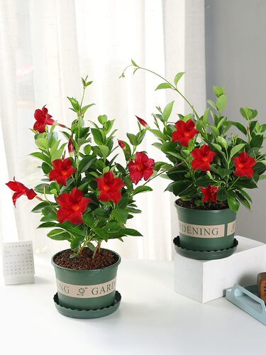 万里飘香藤花爬墙花卉盆栽攀爬绿植四季植物室内室外庭院易活好养