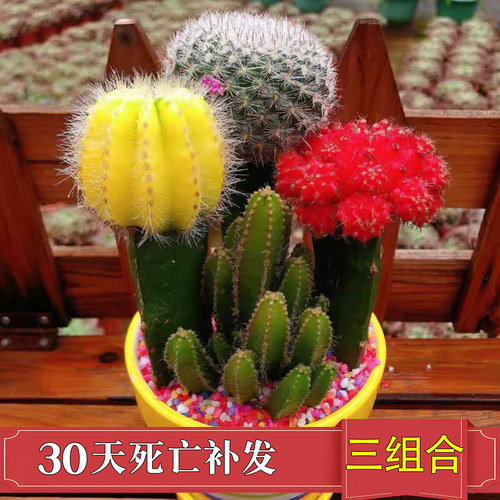 仙人球小盆栽开花多肉植物新款
